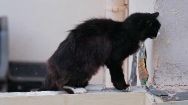 Yağmurda bir çıkıntıda sallanan siyah kediye yaklaş