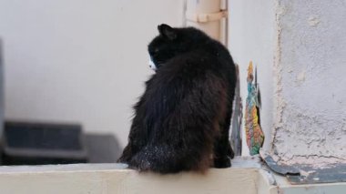 Yağmurda bir çıkıntıda oturan siyah bir kediye yaklaş