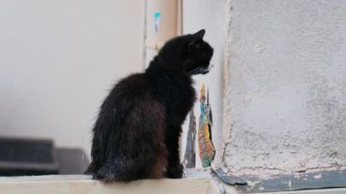 Yağmurda bir çıkıntıda oturan siyah bir kediye yaklaş