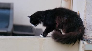 Yağmurda bir çıkıntıda yürüyen siyah bir kediye yaklaş