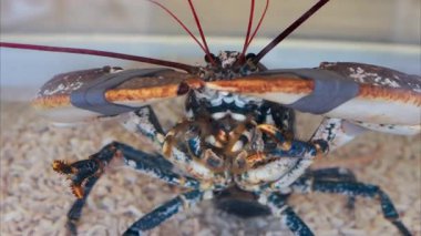 Akvaryumda hareket eden bir ıstakozun yakın çekimi.