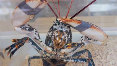 Akvaryumda hareket eden bir ıstakozun yakın çekimi.