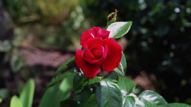 Arka planda bulanık bir bahçesi olan kırmızı güllere yaklaş.