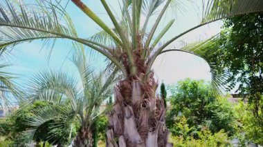 Arka planda mavi gökyüzü olan bir bahçedeki palmiye ağacını kapat.