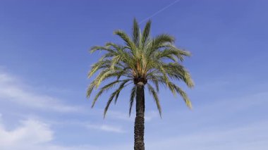 Sahildeki bir palmiye ağacını kapat. Arka planda mavi gökyüzü olsun.