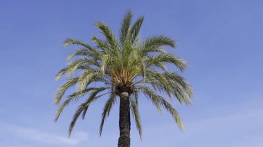 Sahildeki bir palmiye ağacını kapat. Arka planda mavi gökyüzü olsun.