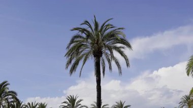 Sahilde palmiye ağaçları. Arka planda mavi gökyüzü.