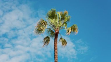 Sahilde arka planda mavi gökyüzü olan palmiye ağacı.