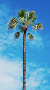 Sahilde arka planda mavi gökyüzü olan palmiye ağacı. Dikey