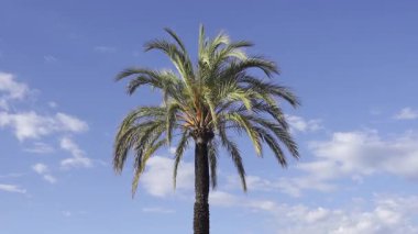 Sahilde, arka planda mavi gökyüzü olan bir ağaç.