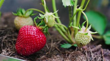 Bahçedeki yeşillerin yanında olgun bir çileğe yakın.