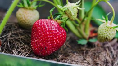 Bahçedeki yeşillerin yanında olgun bir çileğe yakın.