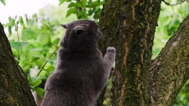 Bahçedeki ağaca tırmanan İngiliz Shorthair kedisine yaklaş