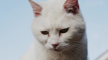 Mavi arka planda yeşil gözlü beyaz bir kediye yaklaş