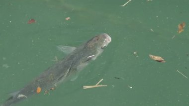 Akdeniz 'de yüzen çok sayıda balığa yakından bakın.