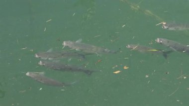 Akdeniz 'de yüzen çok sayıda balığa yakından bakın.