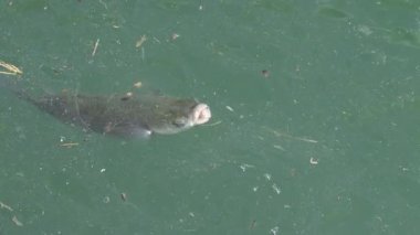 Akdeniz 'de yüzen çok sayıda balığa yakından bakın.