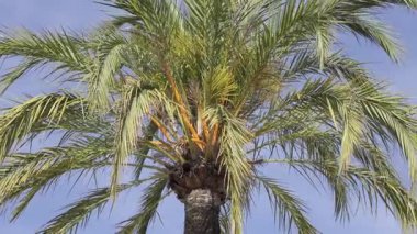 Sahildeki bir palmiye ağacını kapat. Arka planda mavi gökyüzü olsun.
