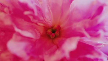 Arkaplanı bulanık pembe gülleri kapat