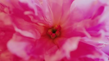 Arkaplanı bulanık pembe gülleri kapat