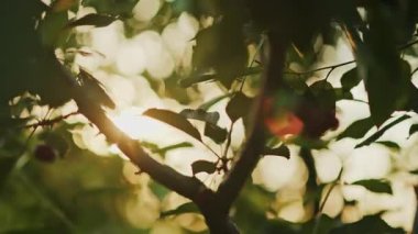 Güneşi yaprakların arasından süzülen bir ağacın üzerindeki kırmızı kirazları kapatın.