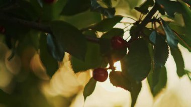 Güneşi yaprakların arasından süzülen bir ağacın üzerindeki kırmızı kirazları kapatın.