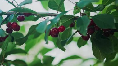 Güneşi yaprakların arasından süzülen bir ağacın üzerindeki kırmızı kirazları kapatın.