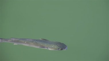 Denizde yüzen yassı başlı gri kefal balığına yaklaş