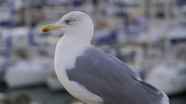 Limana yanaşmış teknelerin bulanık görüntüsüyle yürüyen bir martıyı kapatın.
