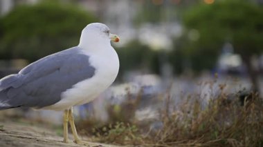 Uzaklarda hareket eden arabaların bulanık görüntüsüne sahip bir martıya yakın durun.