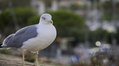 Uzaklarda hareket eden arabaların bulanık görüntüsüne sahip bir martıya yakın durun.
