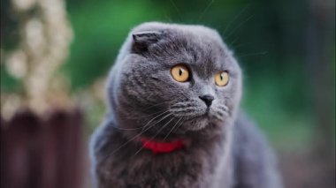 Turuncu gözlü bir İskoç kedisi ve arka planda bulanık kırmızı bir yaka.