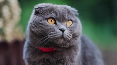 Turuncu gözlü bir İskoç kedisi ve arka planda bulanık kırmızı bir yaka.