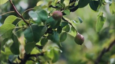 Yumuşak güneş ışığında ağaçta yetişen olgunlaşmamış armutlara yakın
