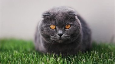 Turuncu gözlü bir İskoç kedisine yaklaş ve bahçedeki yeşil çimlerin üzerinde duran kırmızı yakalı