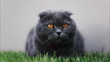 Turuncu gözlü bir İskoç kedisine yaklaş ve bahçedeki yeşil çimlerin üzerinde duran kırmızı yakalı