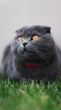 Turuncu gözlü, yeşil çimlerin üzerinde duran kırmızı yakalı bir İskoç kedisine yaklaş. Dikey