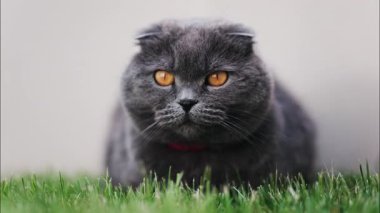 Turuncu gözlü bir İskoç kedisine yaklaş ve bahçedeki yeşil çimlerin üzerinde duran kırmızı yakalı