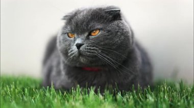 Turuncu gözlü bir İskoç kedisine yaklaş ve bahçedeki yeşil çimlerin üzerinde duran kırmızı yakalı