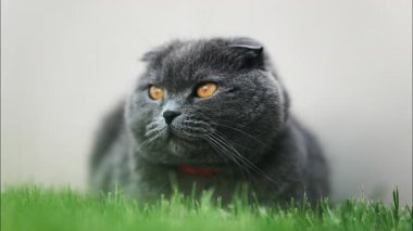 Turuncu gözlü bir İskoç kedisine yaklaş ve bahçedeki yeşil çimlerin üzerinde duran kırmızı yakalı