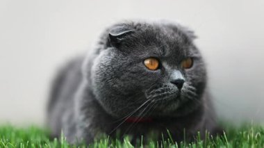 Turuncu gözlü bir İskoç kedisine yaklaş ve bahçedeki yeşil çimlerin üzerinde duran kırmızı yakalı