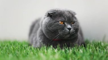 Turuncu gözlü bir İskoç kedisine yaklaş ve bahçedeki yeşil çimlerin üzerinde duran kırmızı yakalı