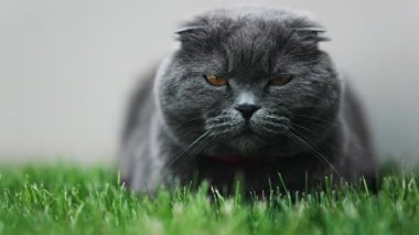 Turuncu gözlü bir İskoç kedisine yaklaş ve bahçedeki yeşil çimlerin üzerinde duran kırmızı yakalı