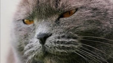 Arkaplanı bulanık, turuncu gözlü bir İskoç kedisine yaklaş.