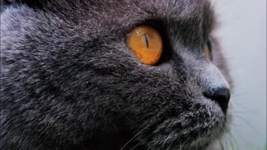 Arkaplanı bulanık, turuncu gözlü bir İskoç kedisine yaklaş.