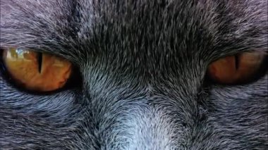 Arkaplanı bulanık, turuncu gözlü bir İskoç kedisine yaklaş.