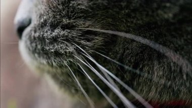 Arkaplanı bulanık, turuncu gözlü bir İskoç kedisine yaklaş.