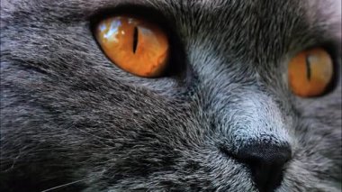 Arkaplanı bulanık, turuncu gözlü bir İskoç kedisine yaklaş.