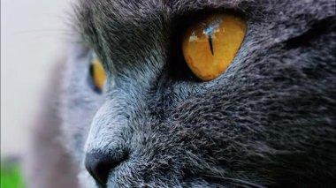 Arkaplanı bulanık, turuncu gözlü bir İskoç kedisine yaklaş.