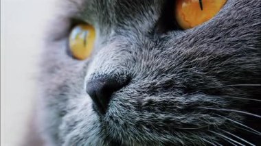 Arkaplanı bulanık, turuncu gözlü bir İskoç kedisine yaklaş.